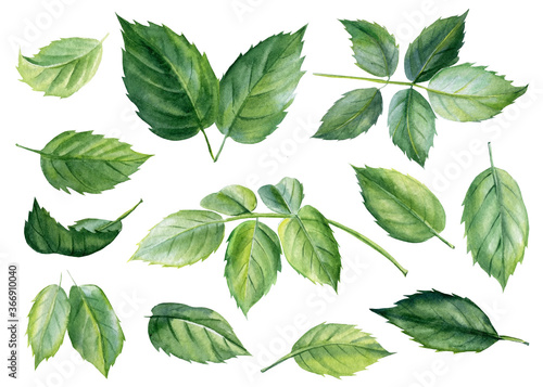 Set of leaves, floral elements drawn on an isolated white background, watercolor hand drawing
