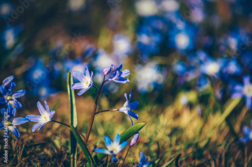 Blue wildflowers. Scilla section Chionodoxa, known as glory-of-the-snow, is a small group of bulbous perennial flowering plants.