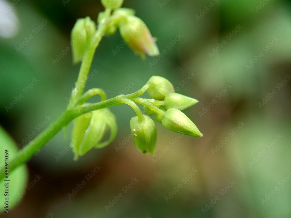 Macro photo oxallis barrelieri (Calincing) with a natural background. Indonesain call it calincing or blimbing-blimbingan Macro photo oxallis barrelieri (Calincing) with a natural background. Indonesain call it calincing or blimbing-blimbingan