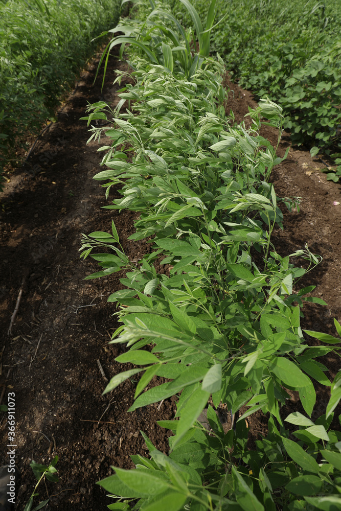 Pigeon pea crop field in india Pigeon pea crop field in india