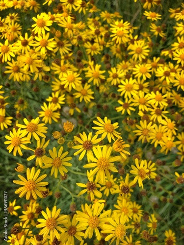 Common ragwort. Tansy ragwort. Flowers. Netherlands