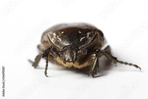 Close-up of a large black beetle on a white background © yanakoroleva27