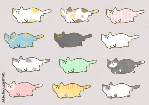 Photography 猫ランド