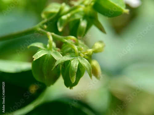 Macro photo oxallis barrelieri  Calincing  with a natural background. Indonesain call it calincing or blimbing-blimbingan