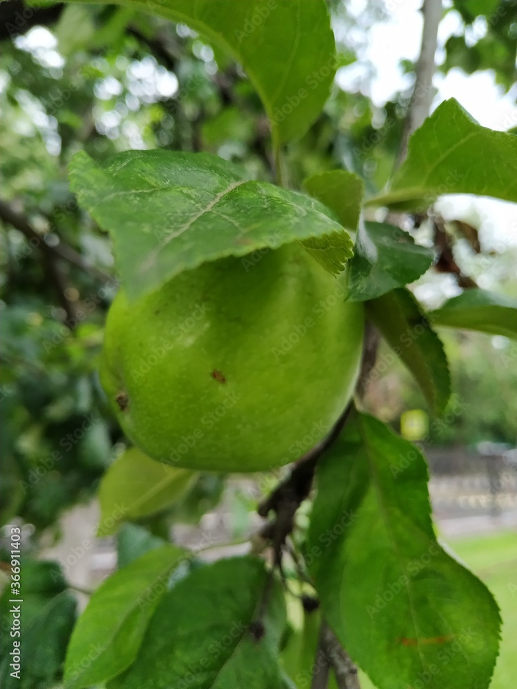 Green apples on a branch ready to be harvested, outdoors, selective focus. Green apples on a branch ready to be harvested, outdoors, selective focus.