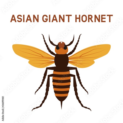 Asian giant Murder Hornet insect