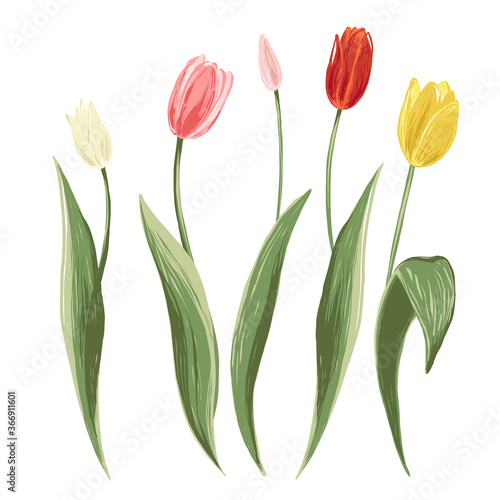 Red, white, pink, yellowl tulips. Spring floral background print with blossom vector flowers. Simple digital watercolor drawing. Abstract illustration. Vintage graphic design.