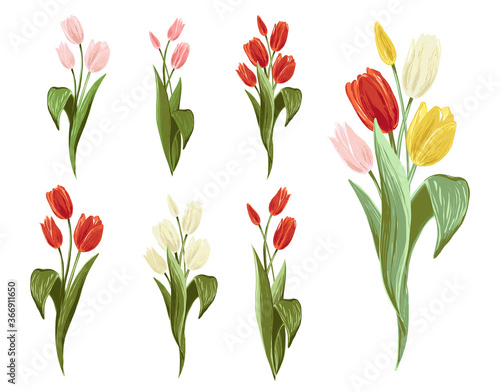 Colorful tulip bouquet, pink, yellow, white, red colors. Spring floral isolated elements on white background. Blossom vector flowers. Digital watercolor illustration. Vintage graphic design elements. photo