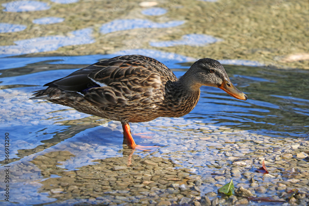 A wild duck with water droplets on its feathers stands on the shore. A wild duck with water droplets on its feathers stands on the shore.