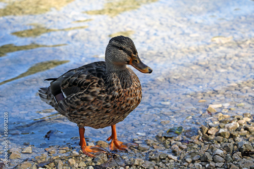 There is a wild duck on the shore of a lake or river. Wild nature.