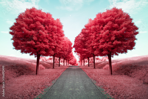 Red Trees photo