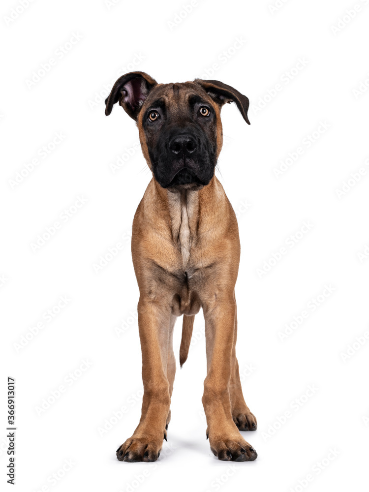 Handsome Boerboel / Malinois crossbreed dog, standing facing front. Head up, looking ahead with mesmerizing light eyes. Isolated on white background. Handsome Boerboel / Malinois crossbreed dog, standing facing front. Head up, looking ahead with mesmerizing light eyes. Isolated on white background.