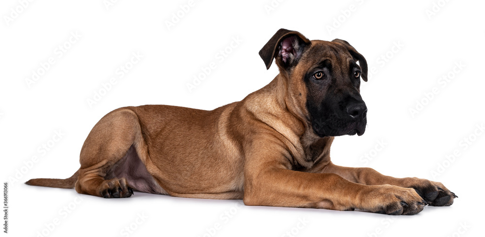 Handsome Boerboel / Malinois crossbreed dog, laying down side ways. Head up, looking ahead with mesmerizing light eyes. Isolated on white background. Handsome Boerboel / Malinois crossbreed dog, laying down side ways. Head up, looking ahead with mesmerizing light eyes. Isolated on white background.
