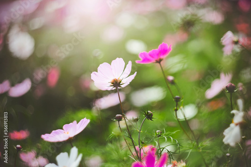 Delicate pink flowers of cosmea bloom in the midst of a blooming lush garden on a warm sunny summer day. ©  Valeri Vatel
