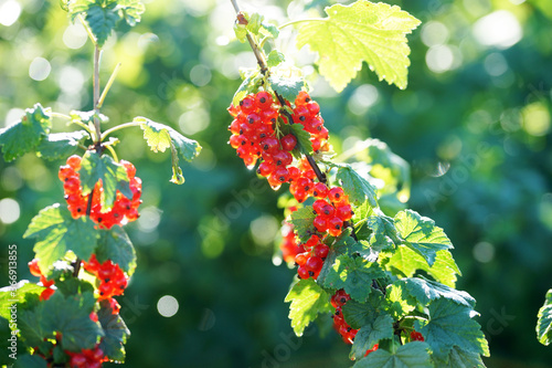 Currant bush with ripe berries in the summer in the garden