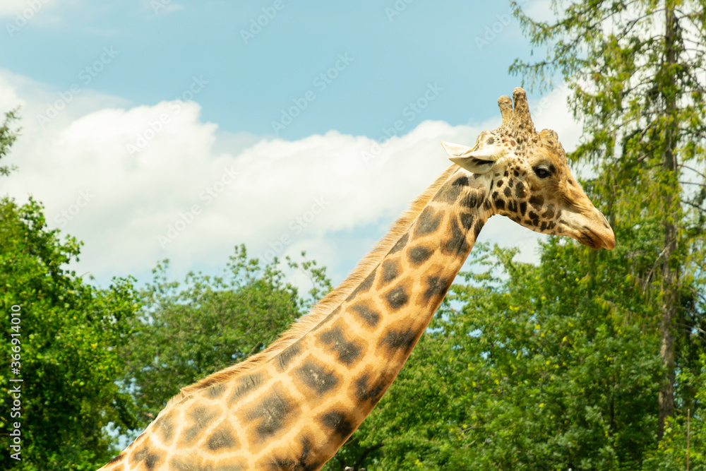Fototapeta premium head of walking giraffe close up
