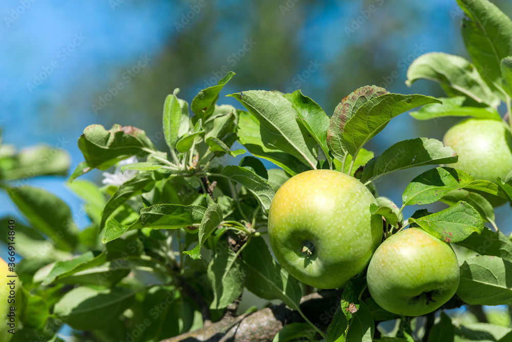 Green ripe apples grows on a branch among the green foliage