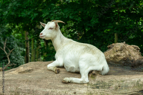 a white horned goat lies and rests on the trunk of an old fallen tree