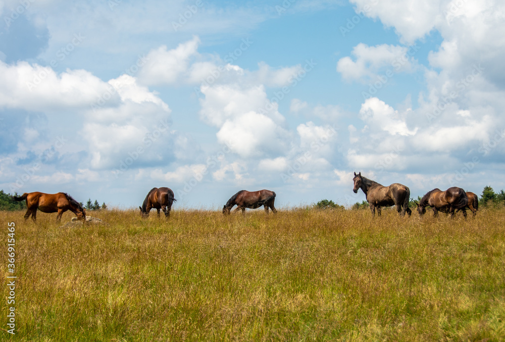 a herd of wild horses graze on a pasture