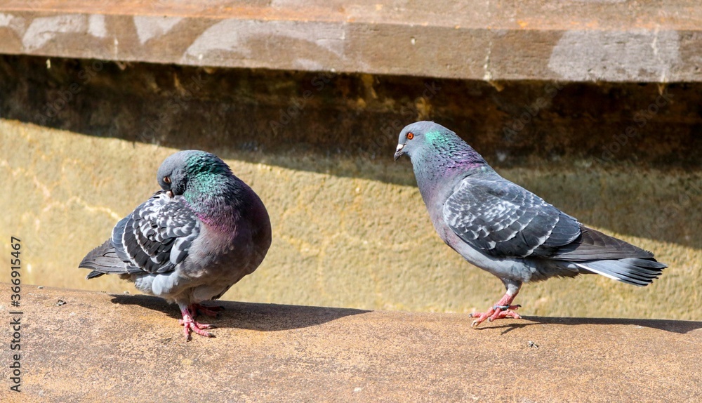 Fototapeta premium pigeons in the park
