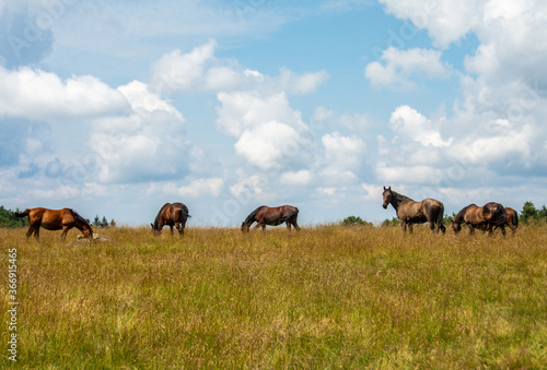 a herd of wild horses graze on a pasture © sebi_2569