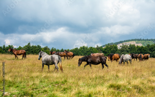 many horses graze on a pasture