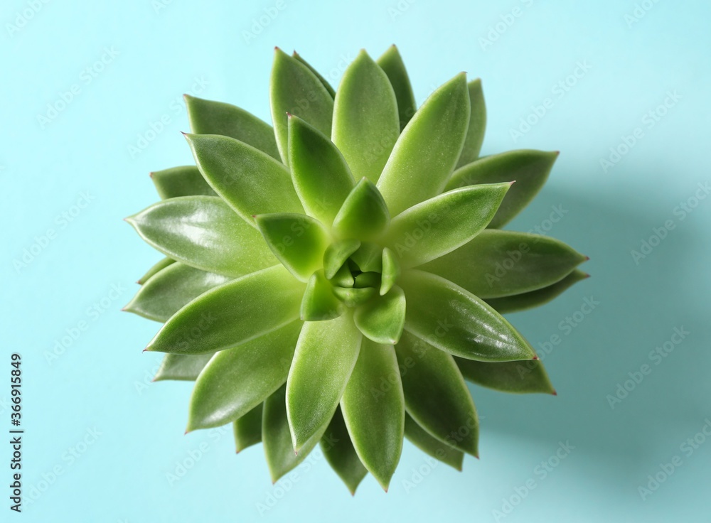 Beautiful echeveria on light blue background, top view. Succulent plant Beautiful echeveria on light blue background, top view. Succulent plant