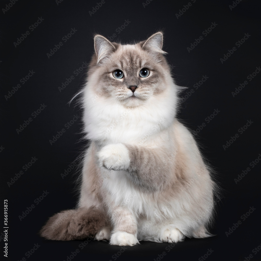 Pretty Neva Masquerade cat sitting frontal. Looking beside camera with light blue eyes. Isolated on a black background. One paw playful in air.