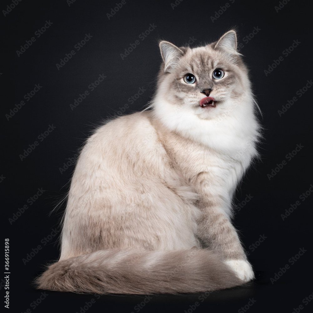 Pretty Neva Masquerade cat sitting side ways with tail around body. Looking straight at camera with light blue eyes. Isolated on a black background. Mouth open, sticking out tongue.