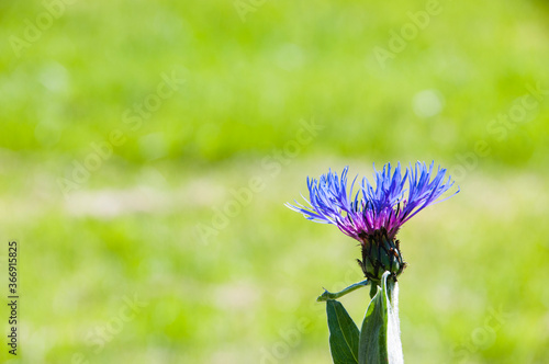 Blue and purple knapweeds on a green background. Meadow purple flower close up. Herbaceous thistle-like flowering plants in the family Asteraceae. 