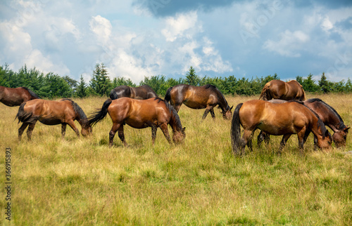 many horses graze on a pasture