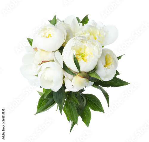 Beautiful blooming peony flowers isolated on white © New Africa