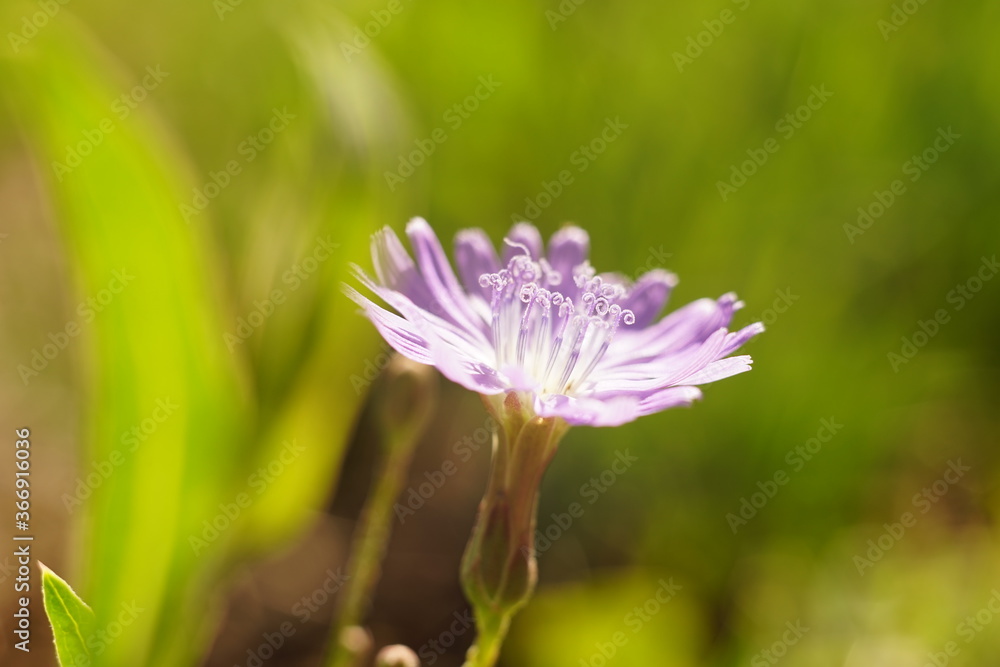macro violet wild flower growsin sunny field macro violet wild flower growsin sunny field