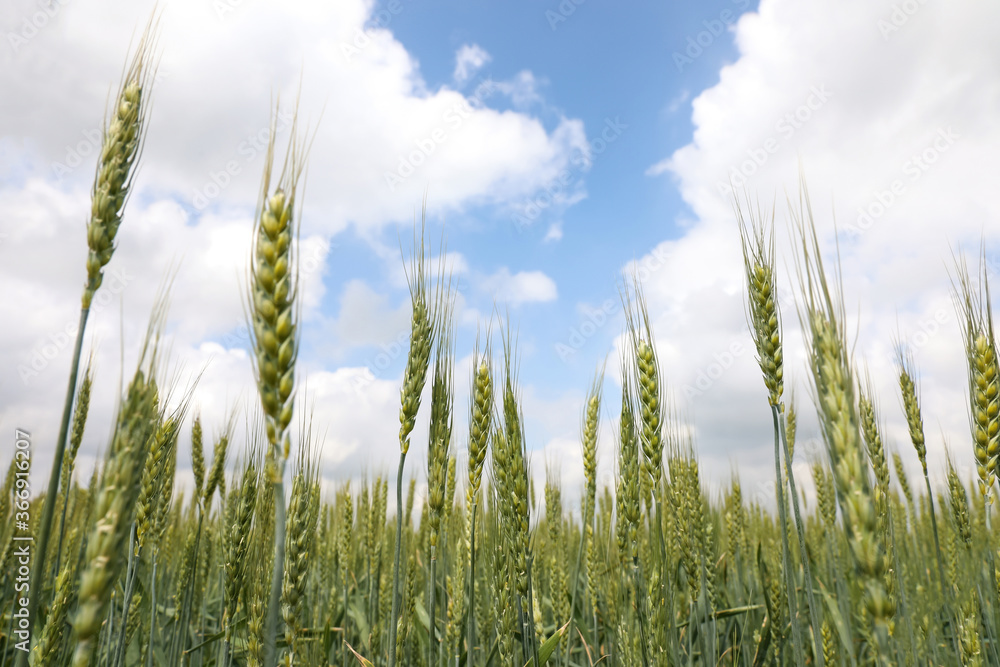 Agricultural field with ripening cereal crop under cloudy sky, closeup view