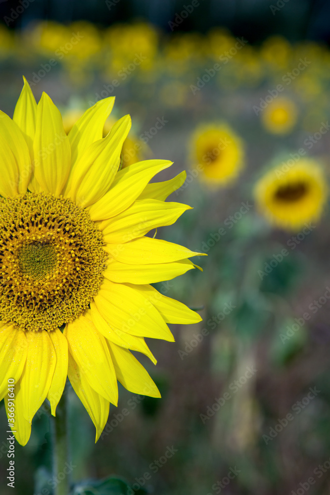 Obraz premium Sonnenblume im Sonnenblumenfeld, hochkant