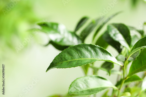 Green leaves of tea plant on blurred background, closeup