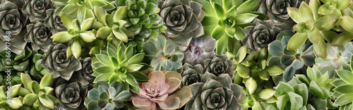 Different beautiful succulents as background, top view. Banner design photo
