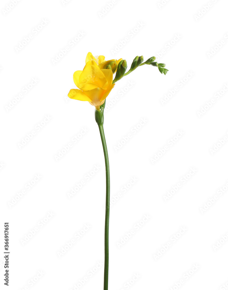 Beautiful yellow freesia flower isolated on white Beautiful yellow freesia flower isolated on white