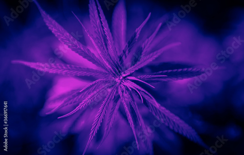 Wallpaper Mural Cannabis at the beginning of flowering. Medicinal indica with CBD. Neon color filter. Torontodigital.ca