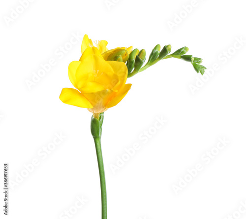 Beautiful yellow freesia flower isolated on white