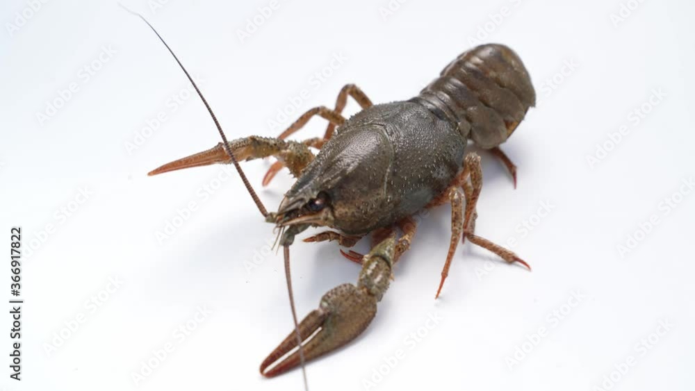 active fresh river lobster or crayfish move on a white background. active fresh river lobster or crayfish move on a white background.