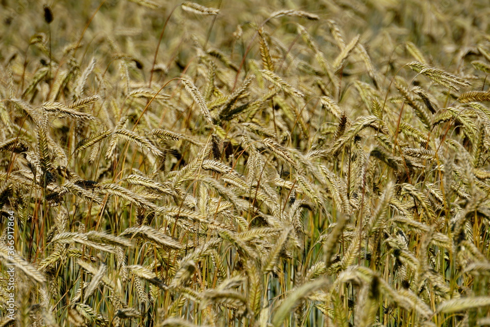 Fields of cereals close-up, Natural cereal background Fields of cereals close-up, Natural cereal background