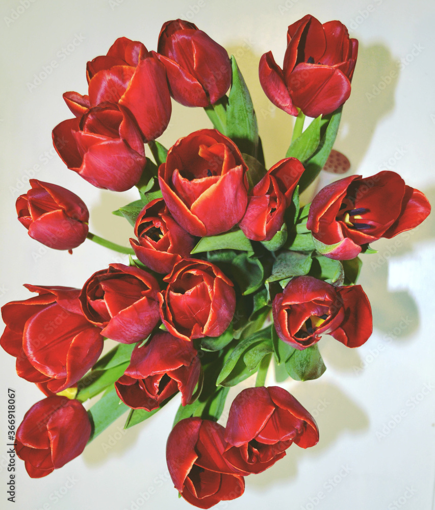 Top view of beautiful bunch of wine red tulips isolated. Birthday, 8 March, Mother's Day greeting card. Romantic floral background Top view of beautiful bunch of wine red tulips isolated. Birthday, 8 March, Mother's Day greeting card. Romantic floral background