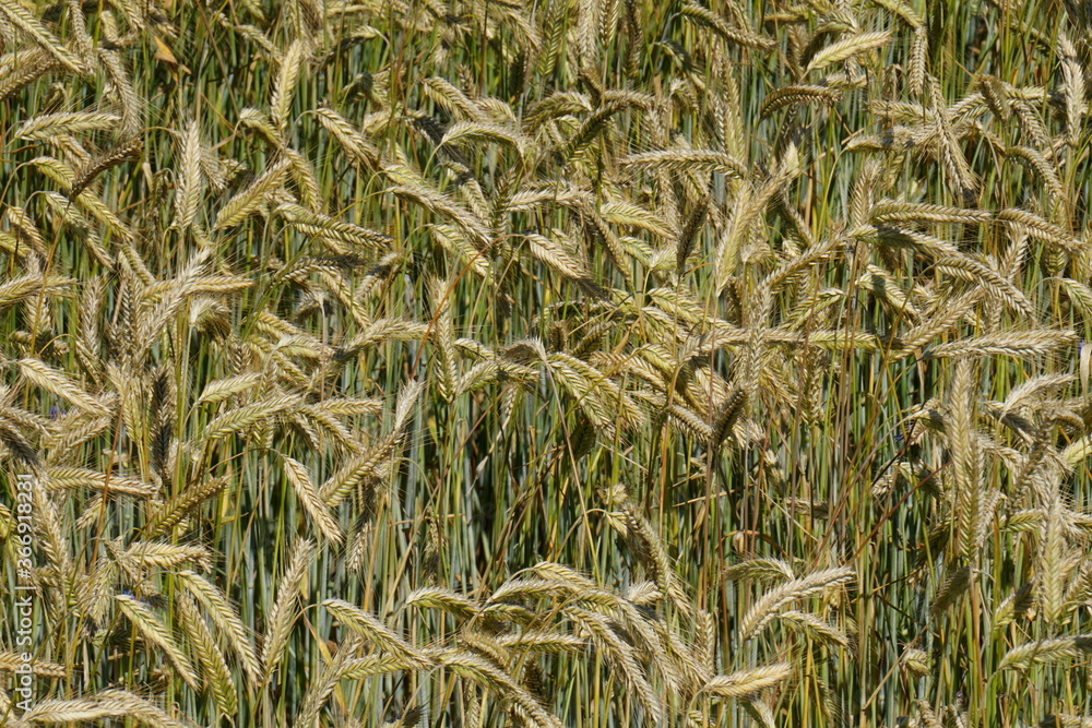 Fields of cereals close-up, Natural cereal background Fields of cereals close-up, Natural cereal background