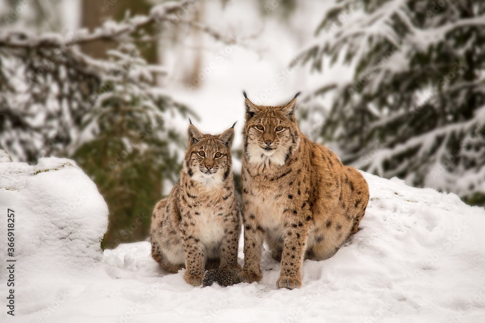 Obraz premium Mother and child Lynx sitting in the snow