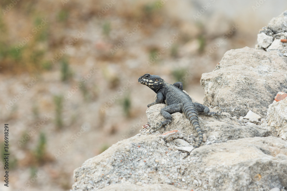 Black agama lizard with yellow spots Black agama lizard with yellow spots
