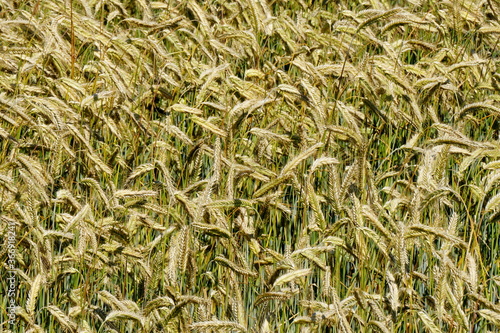 Fields of cereals close-up, Natural cereal background
