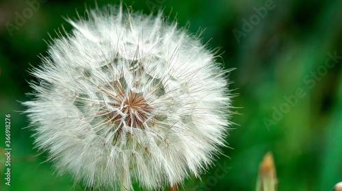 Ripe fluffy white dandelion close-up on a green background of nature on a summer day. Green grass background. Plants and nature. Texture and background for designers. Copy space jn the right