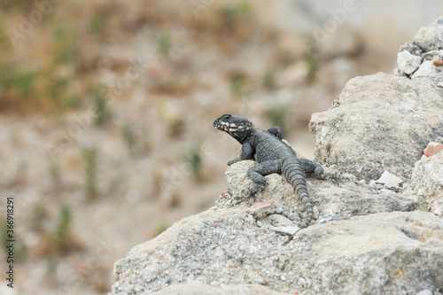 Black agama lizard with yellow spots