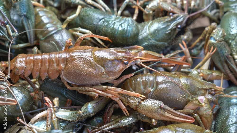 view top. Healthy and active fresh water lobster or crayfish move. view top. Healthy and active fresh water lobster or crayfish move.